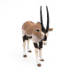 Antilope Oryx PAPO 50139