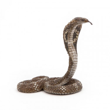 Cobra royal PAPO 50164