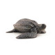 Tortue luth, figurine PAPO 56022