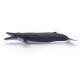 Baleine bleue, figurine PAPO 56037