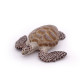 Tortue caouanne, figurine PAPO 56005