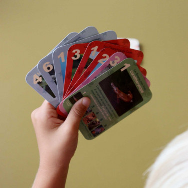 Les animaux rigolos - Jeu de 7 familles OBSERVE Edition