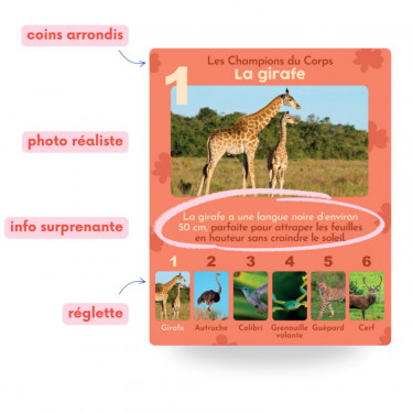 Les animaux rigolos - Jeu de 7 familles OBSERVE Edition