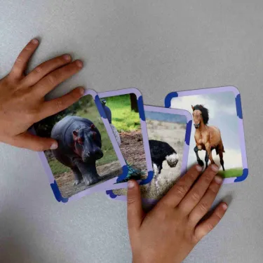 Imagier Animaux - Poils, plumes et pattes - 40 Cartes Flash OBSERVE Edition