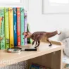 Yangchuanosaure, figurine dinosaure PAPO 55100, sur une étagère avec des livres pour enfants et une loupe à côté.