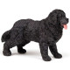 Chien Terre-neuve, figurine PAPO 54018