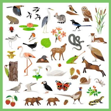 Autocollants “Faune” Djeco 9285: variété d’animaux et d’éléments nature, poissons, oiseaux, mammifères et plantes colorés.
