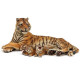 Tigresse couchée allaitant PAPO 50156