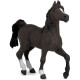 Cheval arabe, PAPO 51505