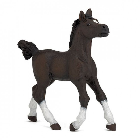 Poulain arabe, PAPO 51506 Poulain arabe, PAPO 51506