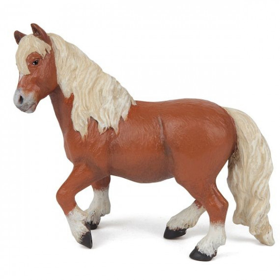 Poney Shetland, PAPO 51518