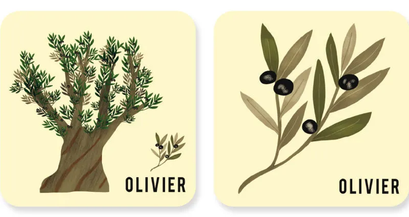 Deux cartes illustrées montrant un olivier: un tronc robuste avec feuillage dense et une petite ramification; et une branche d’olivier avec feuilles et fruits noirs, nommées OLIVIER. Deux cartes illustrées montrant un olivier: un tronc robuste avec feuillage dense et une petite ramification; et une branche d’olivier avec feuilles et fruits noirs, nommées OLIVIER.